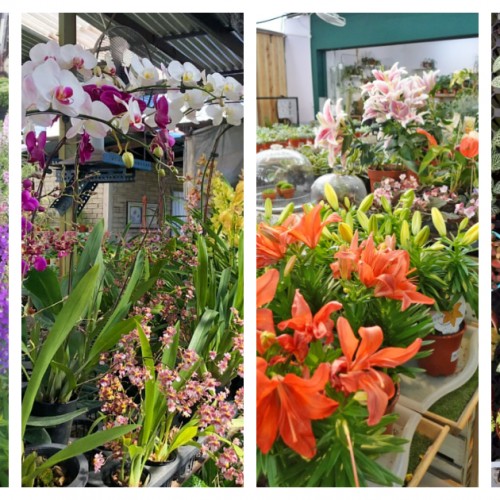 12 Plant Nurseries in Klang Valley for All Your Indoor And Outdoor Plant Needs