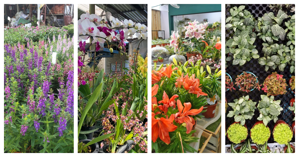 12 Plant Nurseries in Klang Valley for All Your Indoor And Outdoor Plant Needs