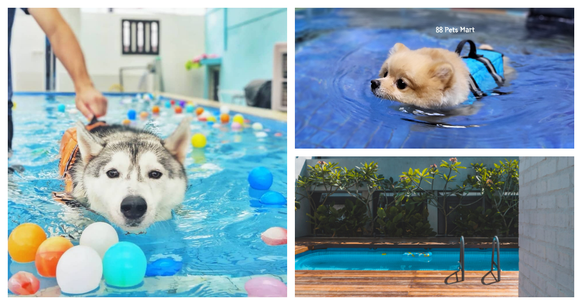5 Pet Swimming Pool In KL and Selangor 2022