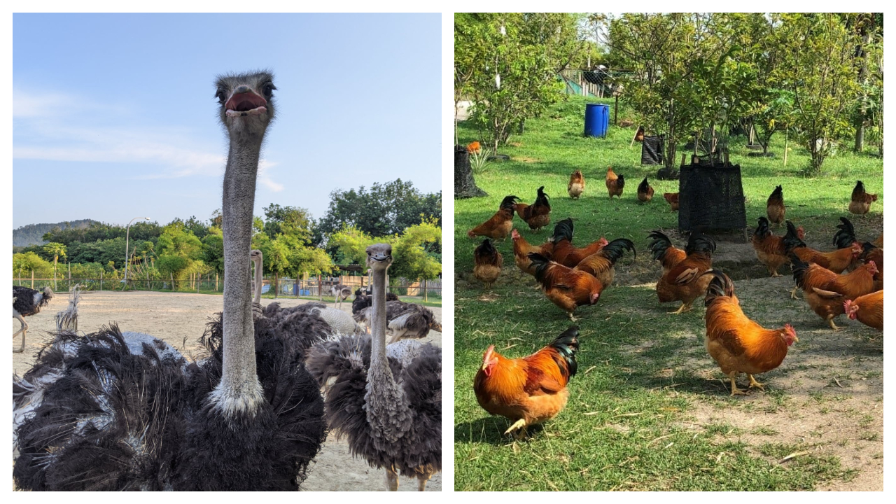 Ostrich Wonderland, Semenyih Selangor
