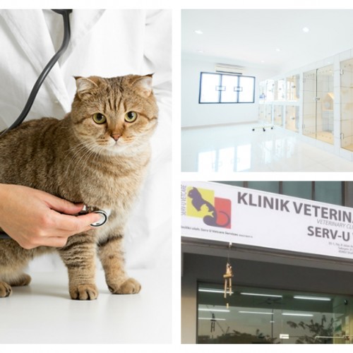 5 Pilihan Klinik Veterinar Terbaik Di Lembah Klang